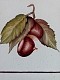 Foto Castagne